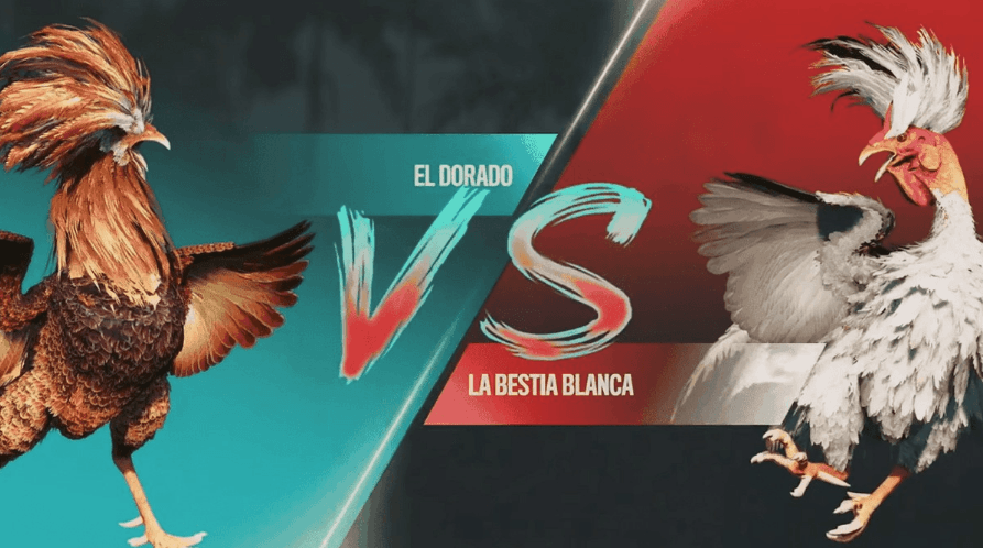 bib777 Plataforma Jogos Esports